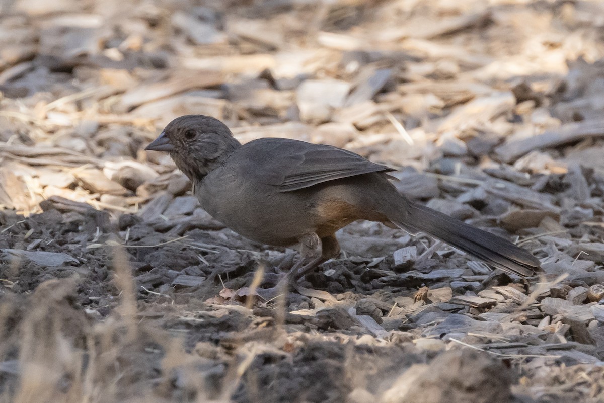 California Towhee - ML371645011