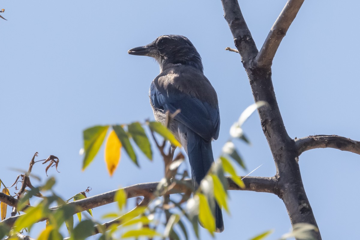California Scrub-Jay - ML371645211
