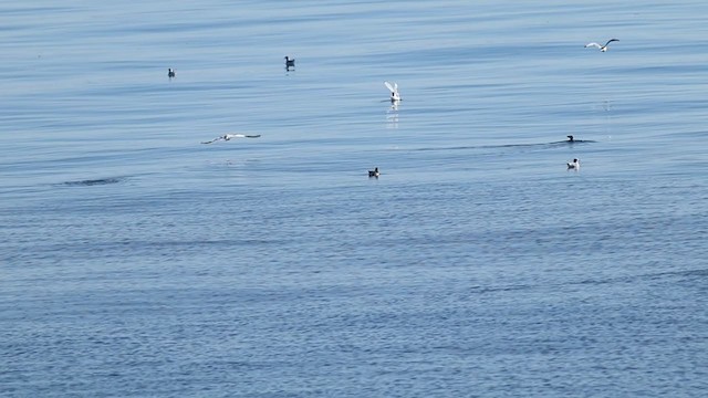 Manx Shearwater - ML371645331