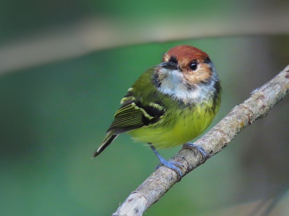 Rufous-crowned Tody-Flycatcher - ML371646061