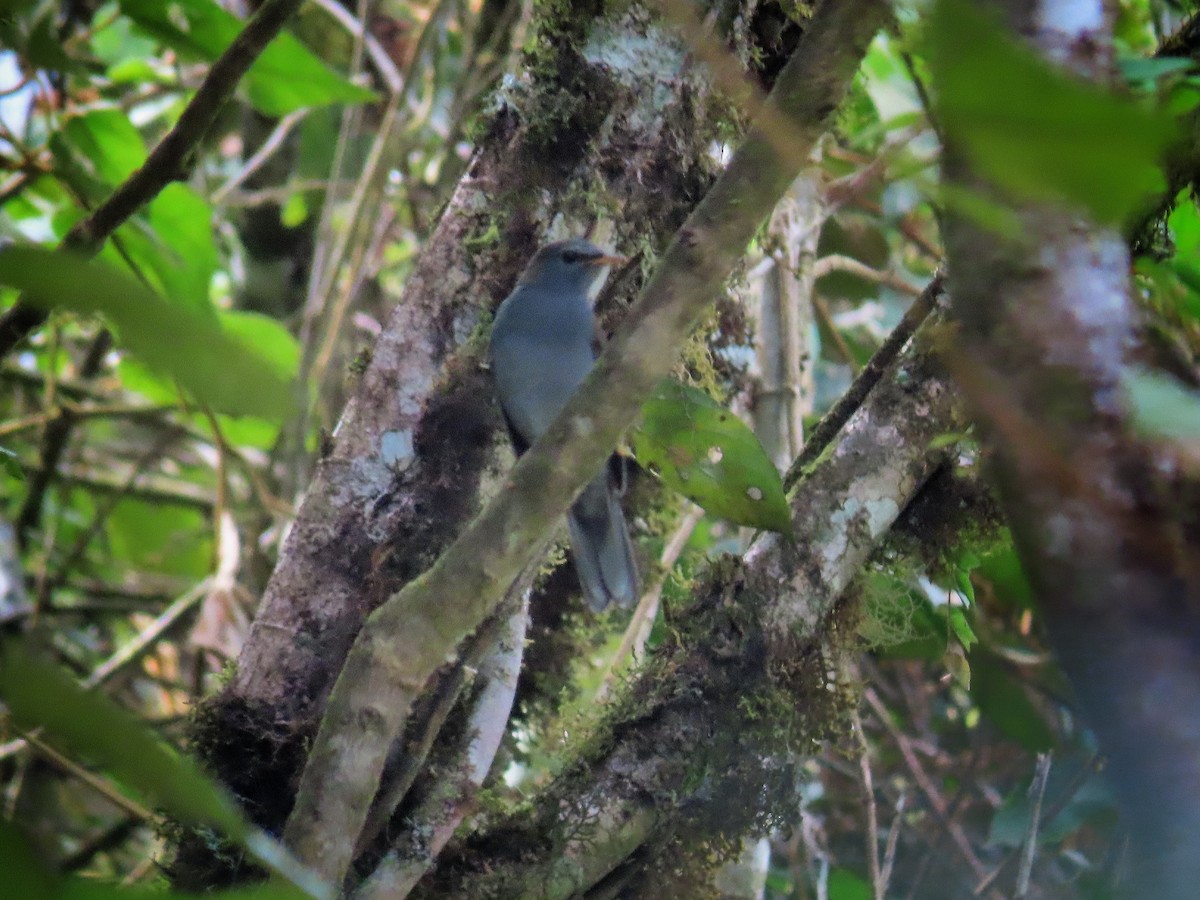 Andean Solitaire - Àlex Giménez