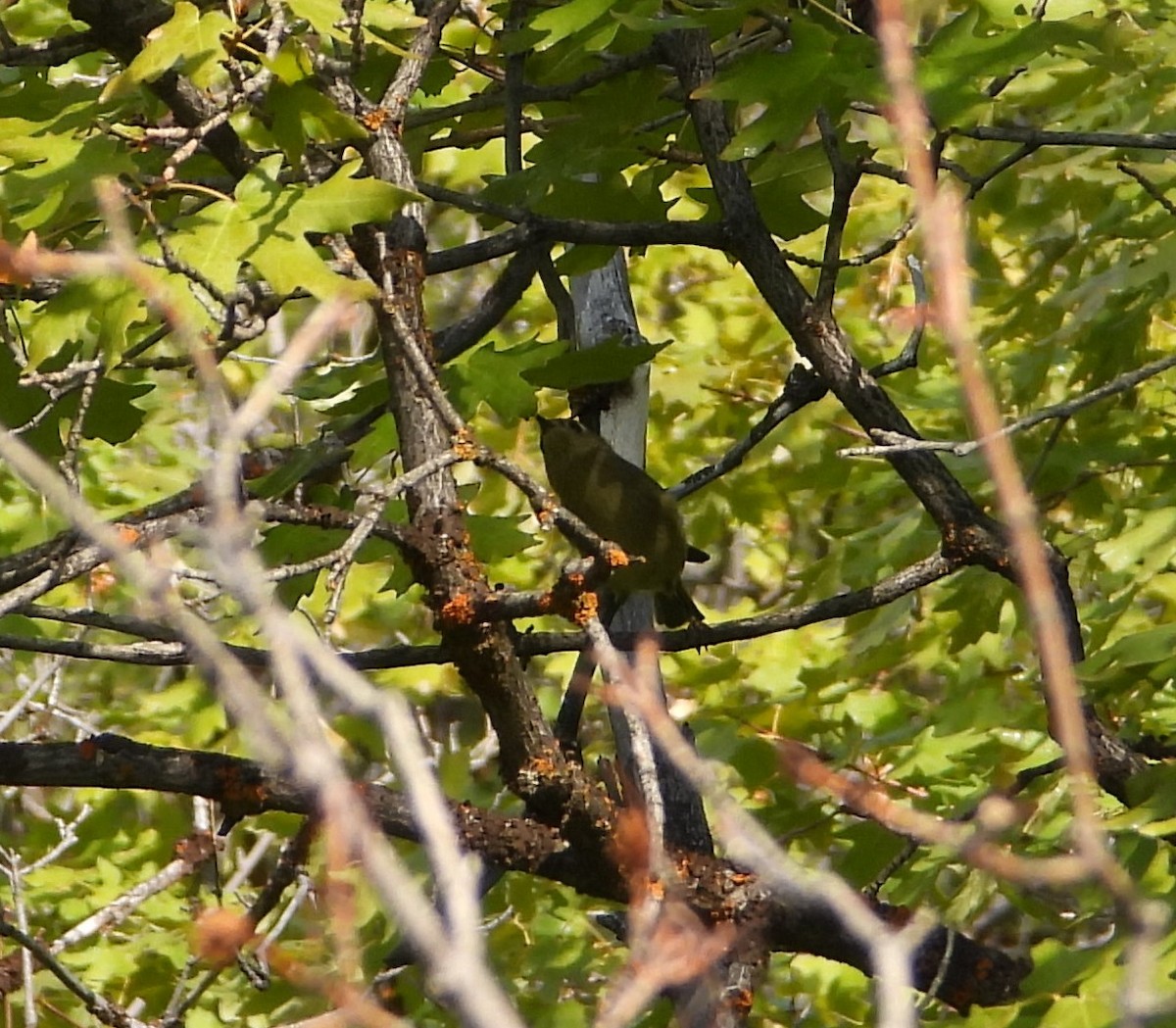 Ruby-crowned Kinglet - ML371648951