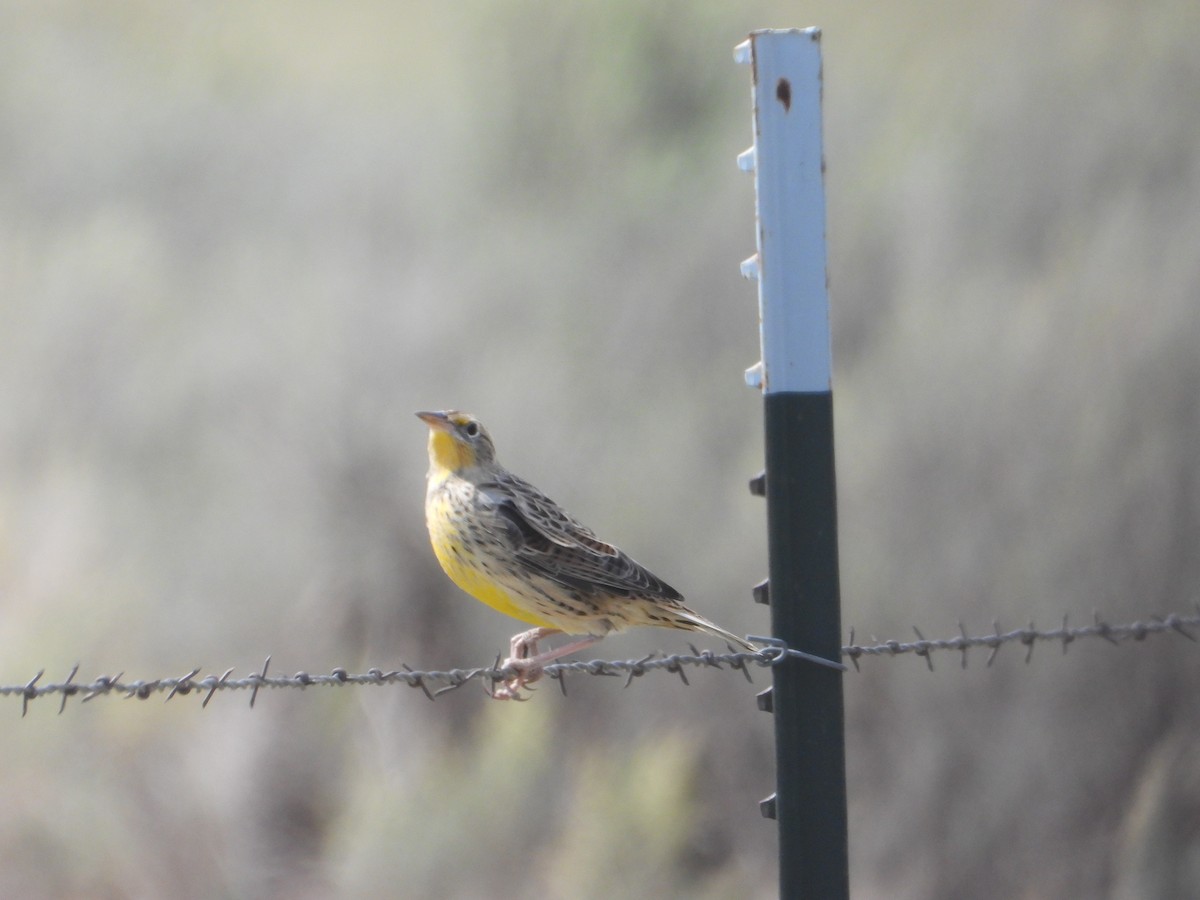 Western Meadowlark - ML371648991