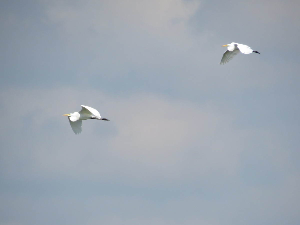 Great Egret - ML371649851