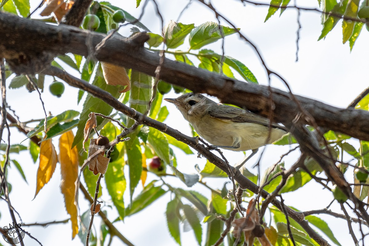 Warbling Vireo - ML371650691