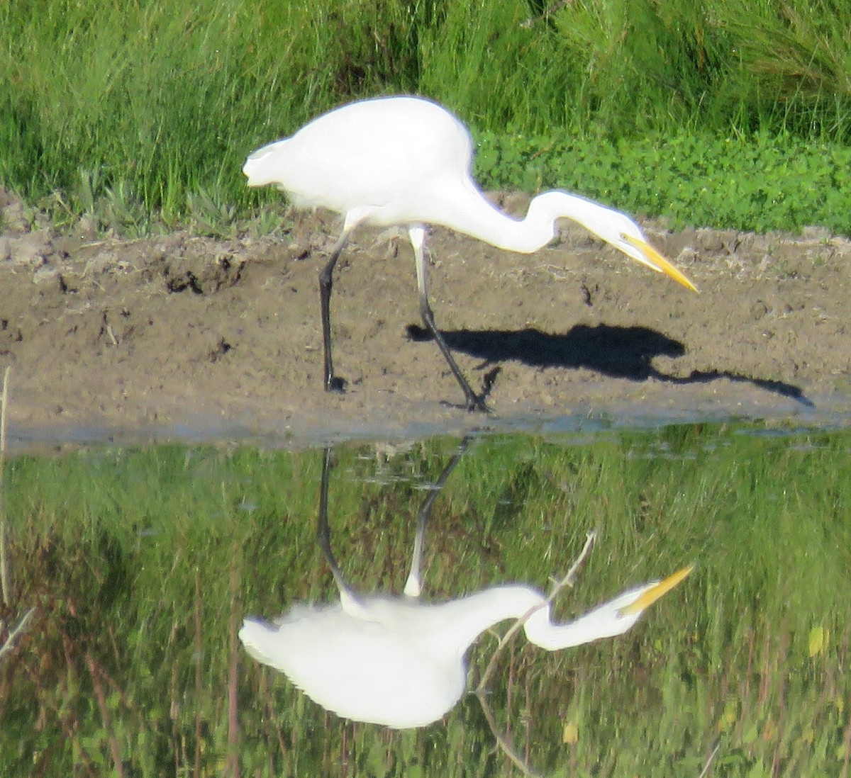 Great Egret - ML37165071