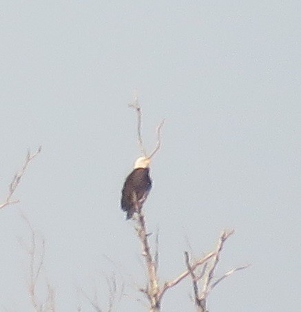 Weißkopf-Seeadler - ML37165081