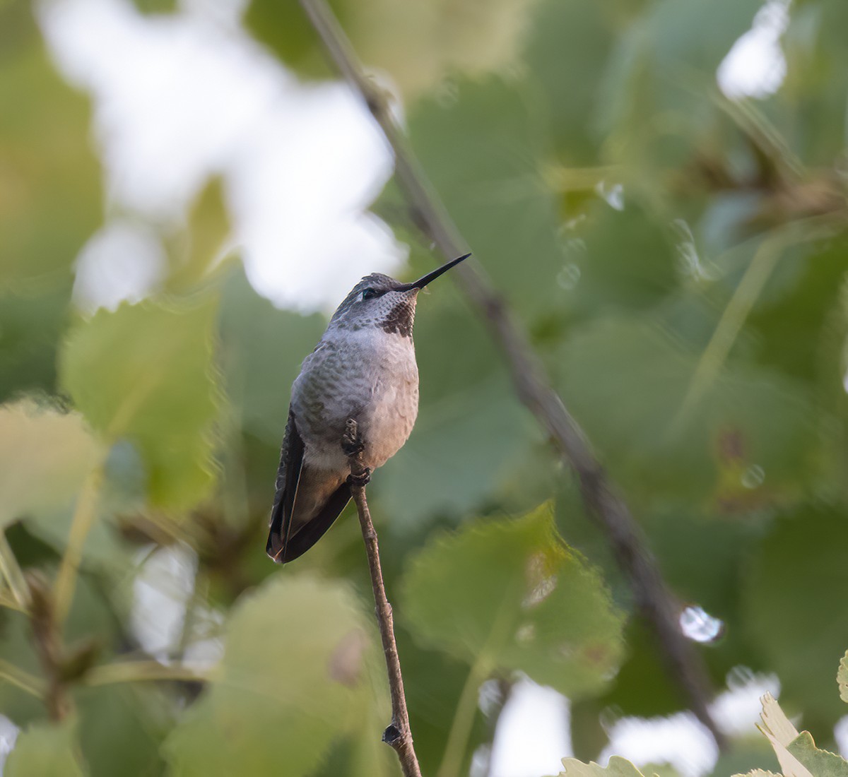 Costa's Hummingbird - ML371652371