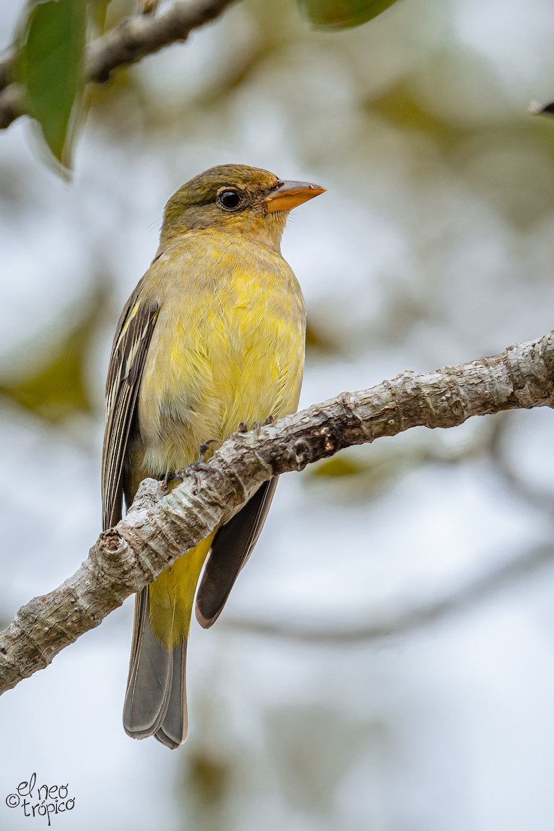Western Tanager - ML371653991