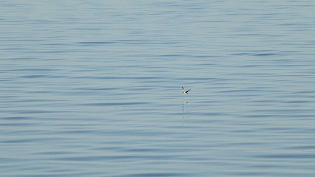 Manx Shearwater - ML371654731