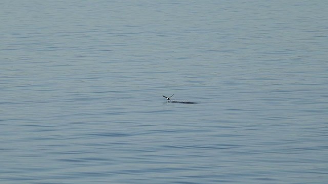 Manx Shearwater - ML371654741