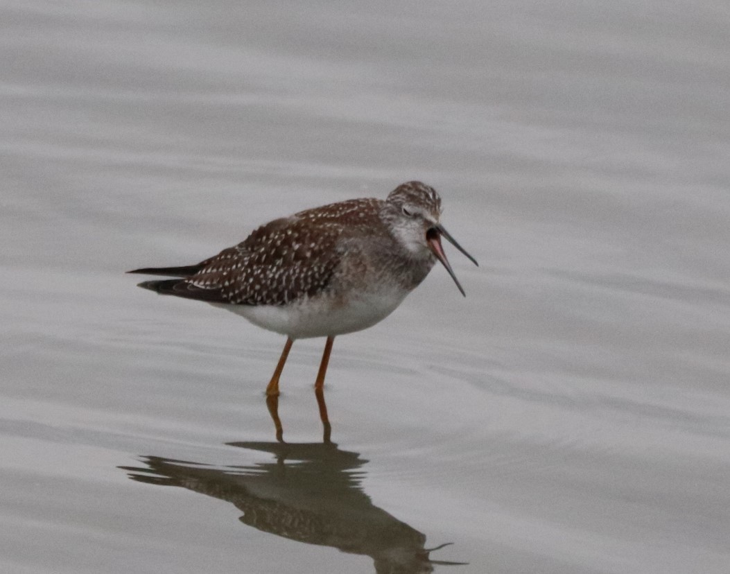 Lesser Yellowlegs - ML371655061