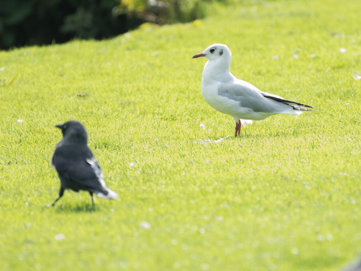 Black-headed Gull - ML371656521