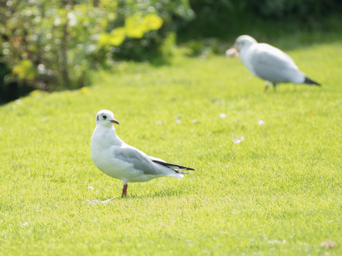 Black-headed Gull - ML371656531