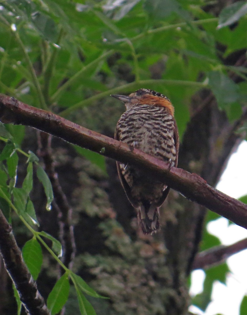 Ochre-collared Piculet - ML371656831