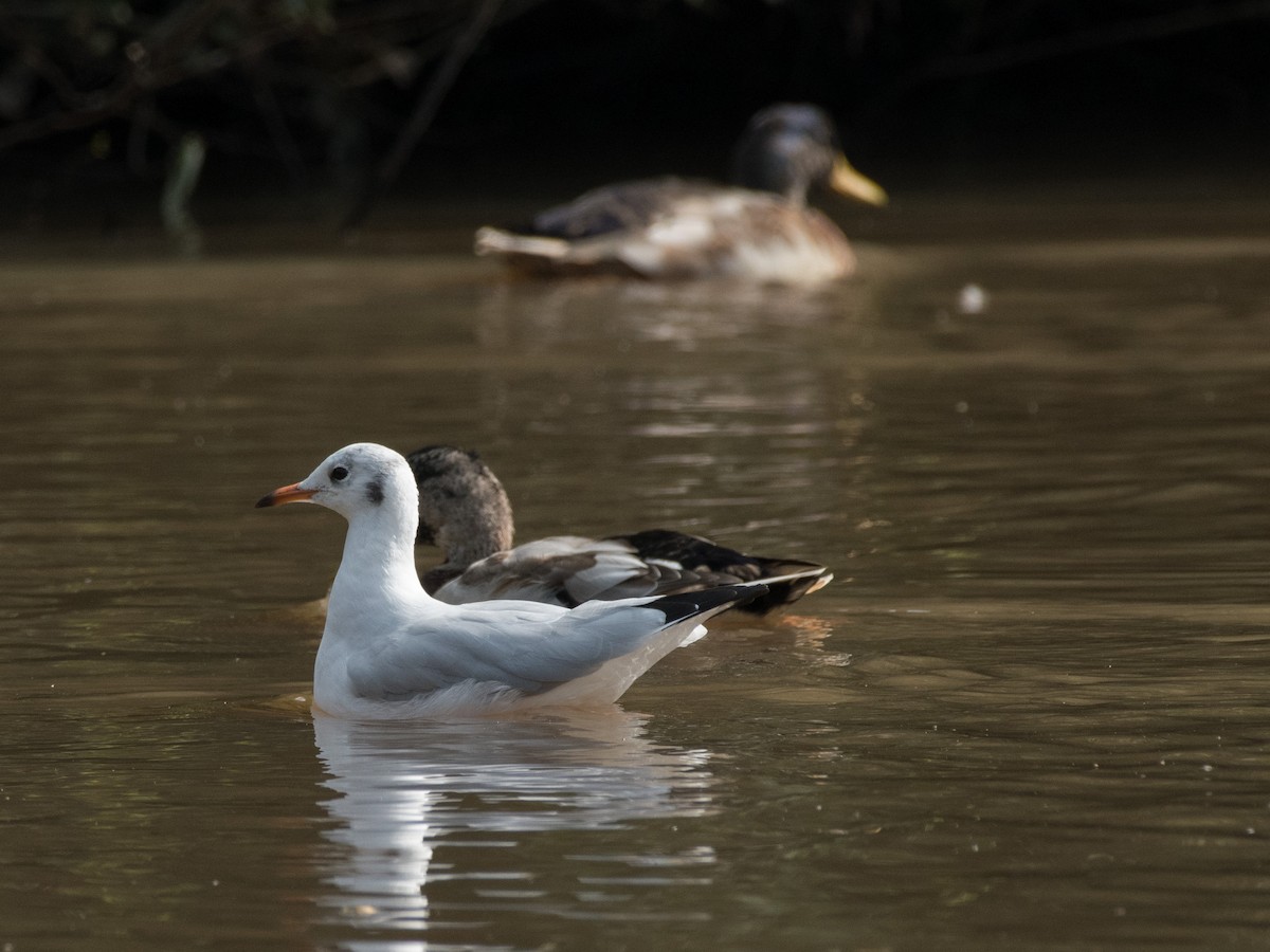 Black-headed Gull - ML371656941