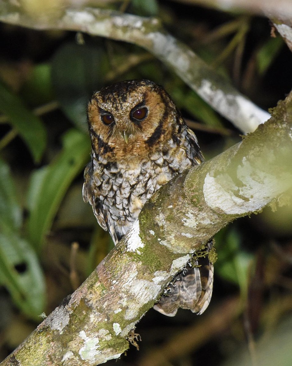 Cloud-forest Screech-Owl - Tini & Jacob Wijpkema