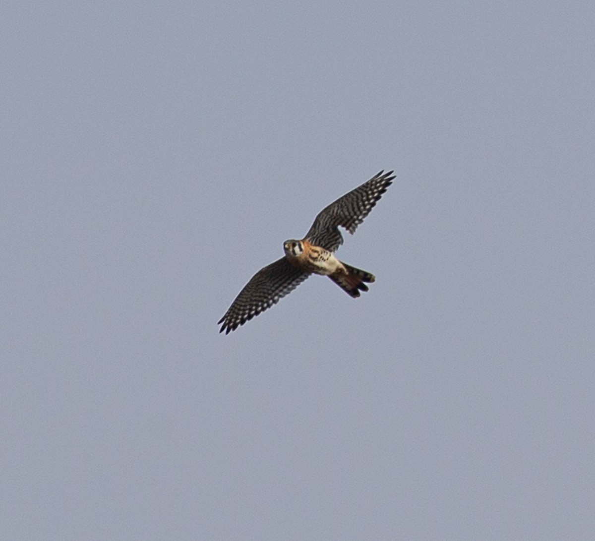 American Kestrel - ML371659091