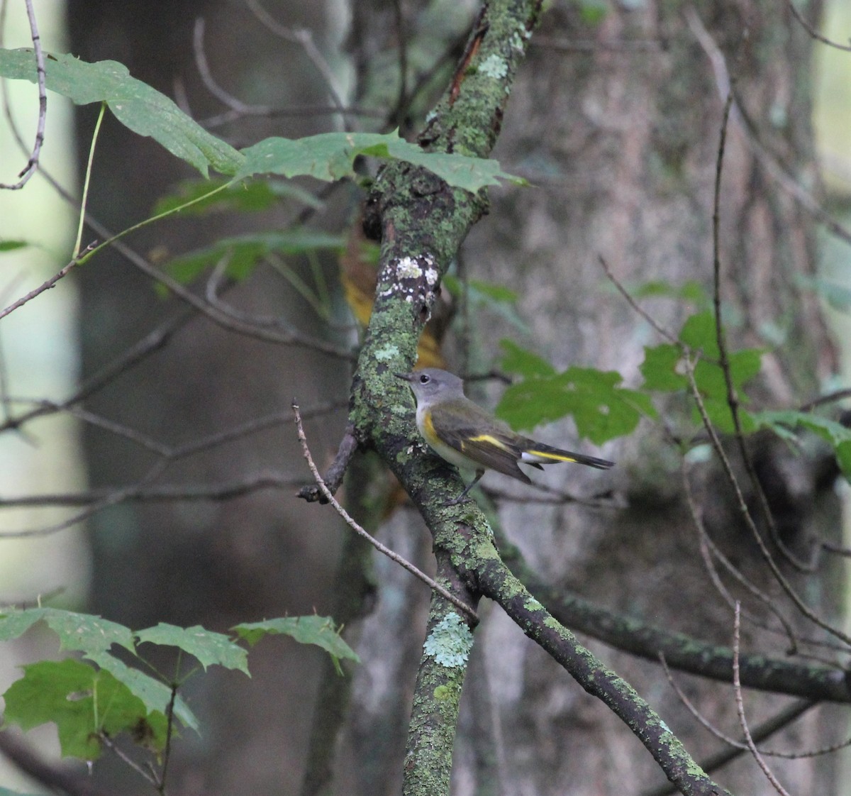 American Redstart - ML371659991