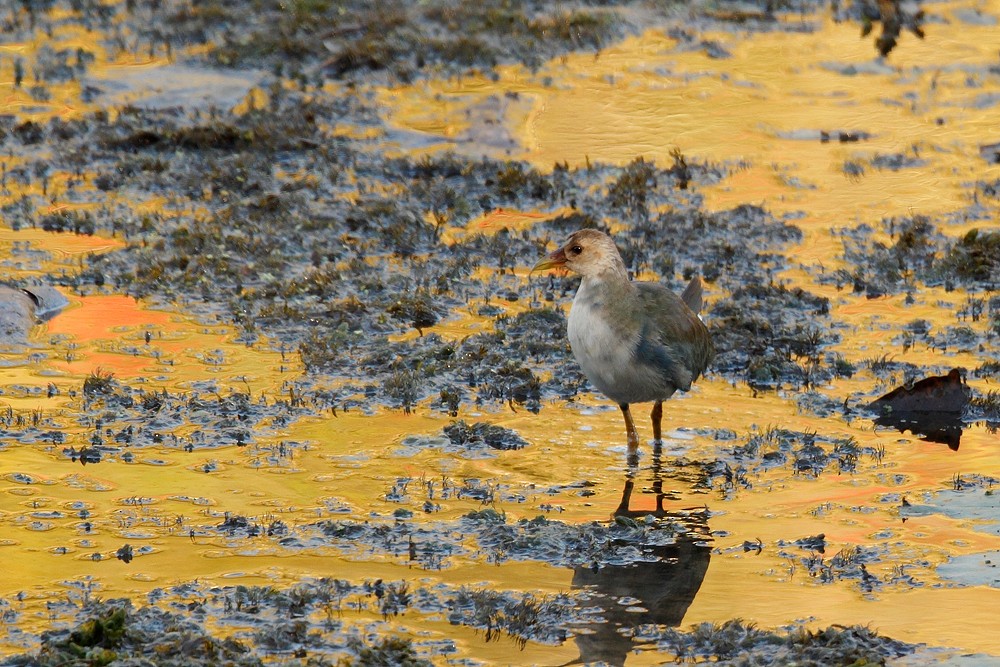 Purple Gallinule - ML37166021