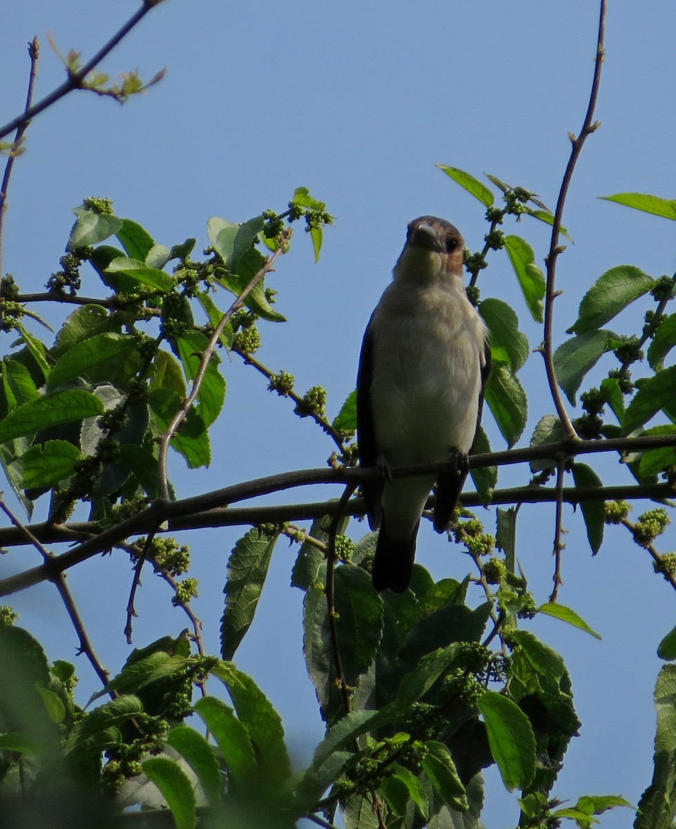 Black-crowned Tityra - ML371660911