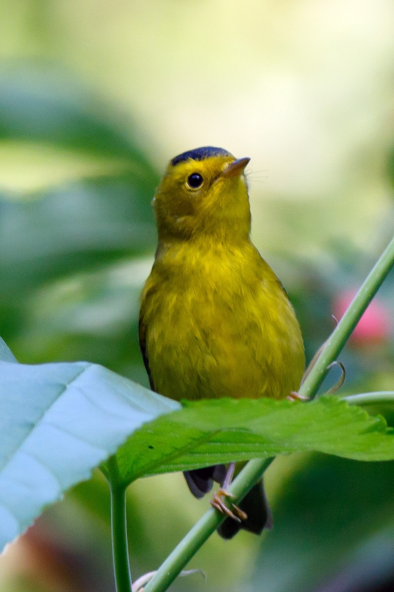 Wilson's Warbler - ML371662861