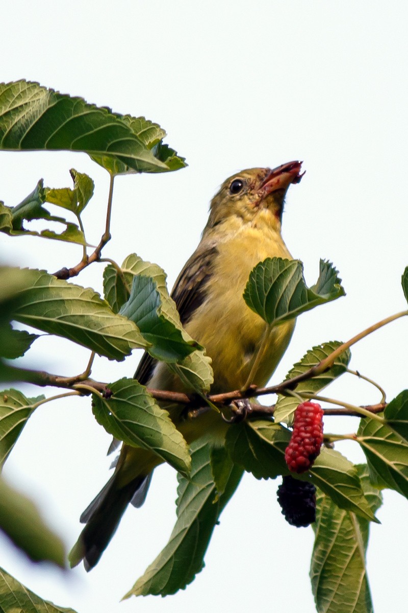 Scarlet Tanager - Naseem Reza