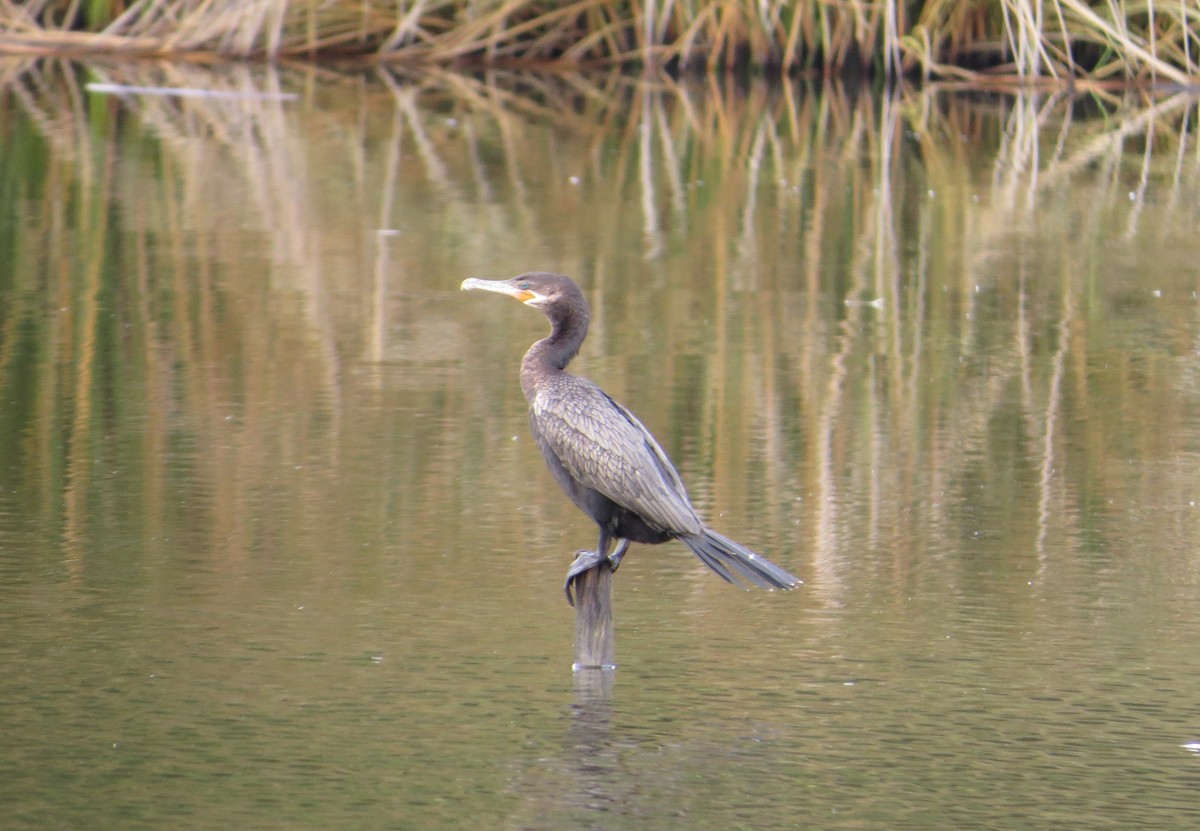 Neotropic Cormorant - ML371665211