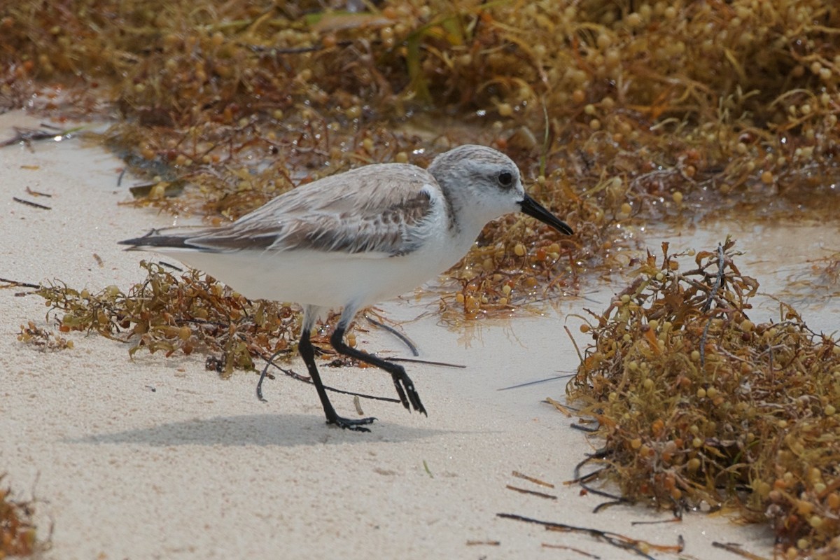 Bécasseau sanderling - ML371665361