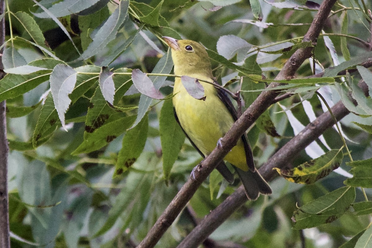 Scarlet Tanager - ML371665671