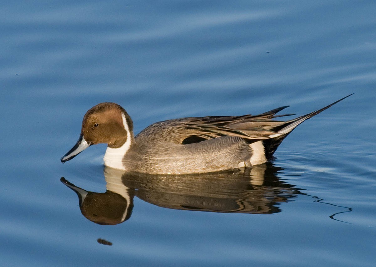 Northern Pintail - ML37166721