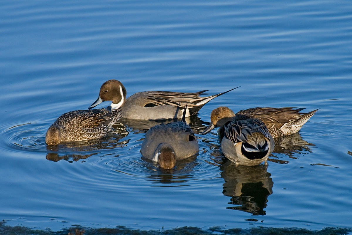 Northern Pintail - ML37166731