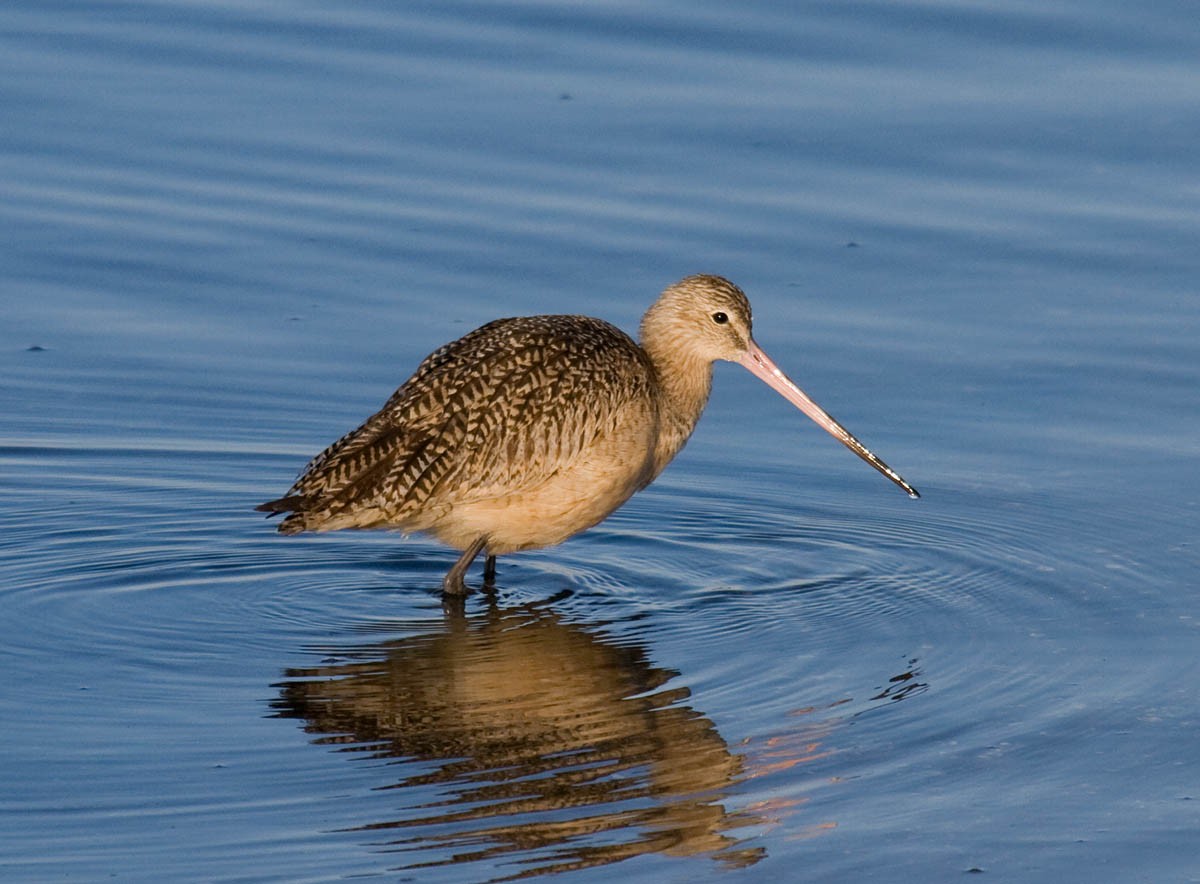 Marbled Godwit - ML37166741