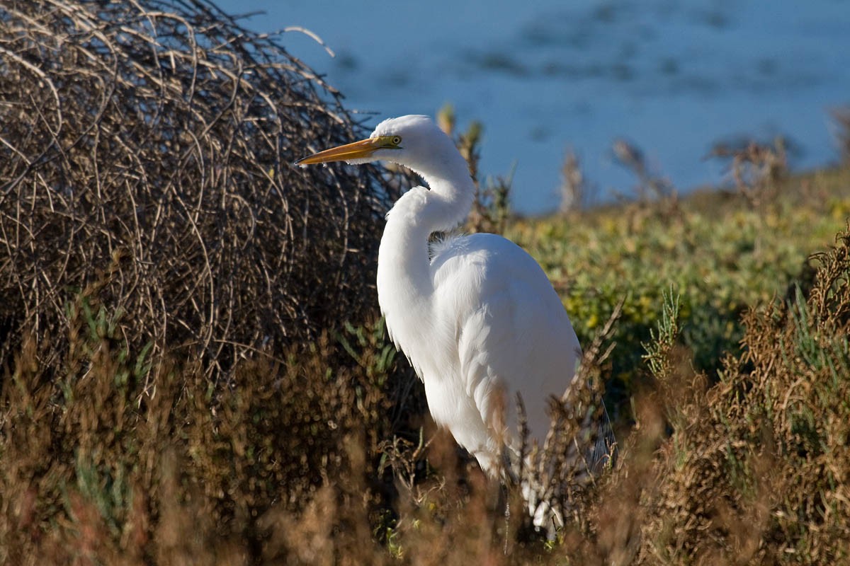 Great Egret - ML37166771