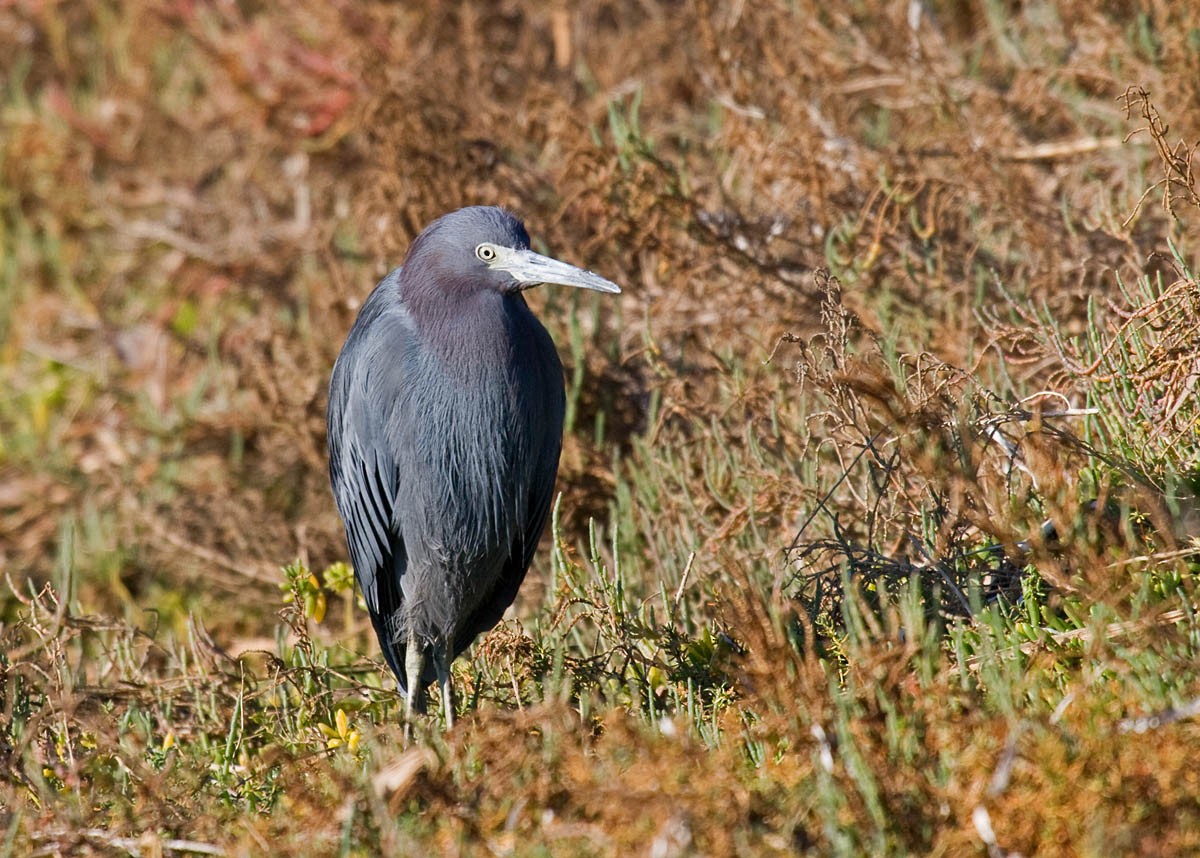 Little Blue Heron - ML37166781