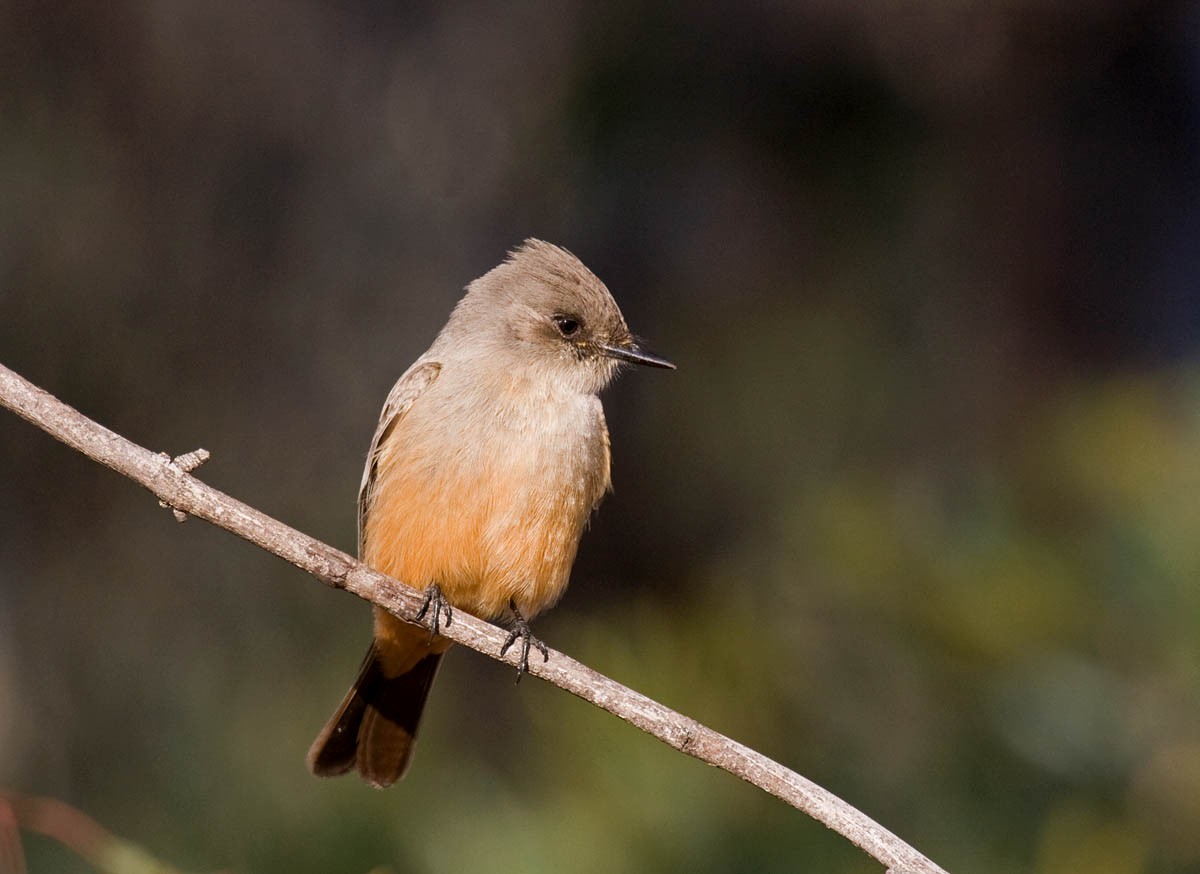 Say's Phoebe - ML37166811