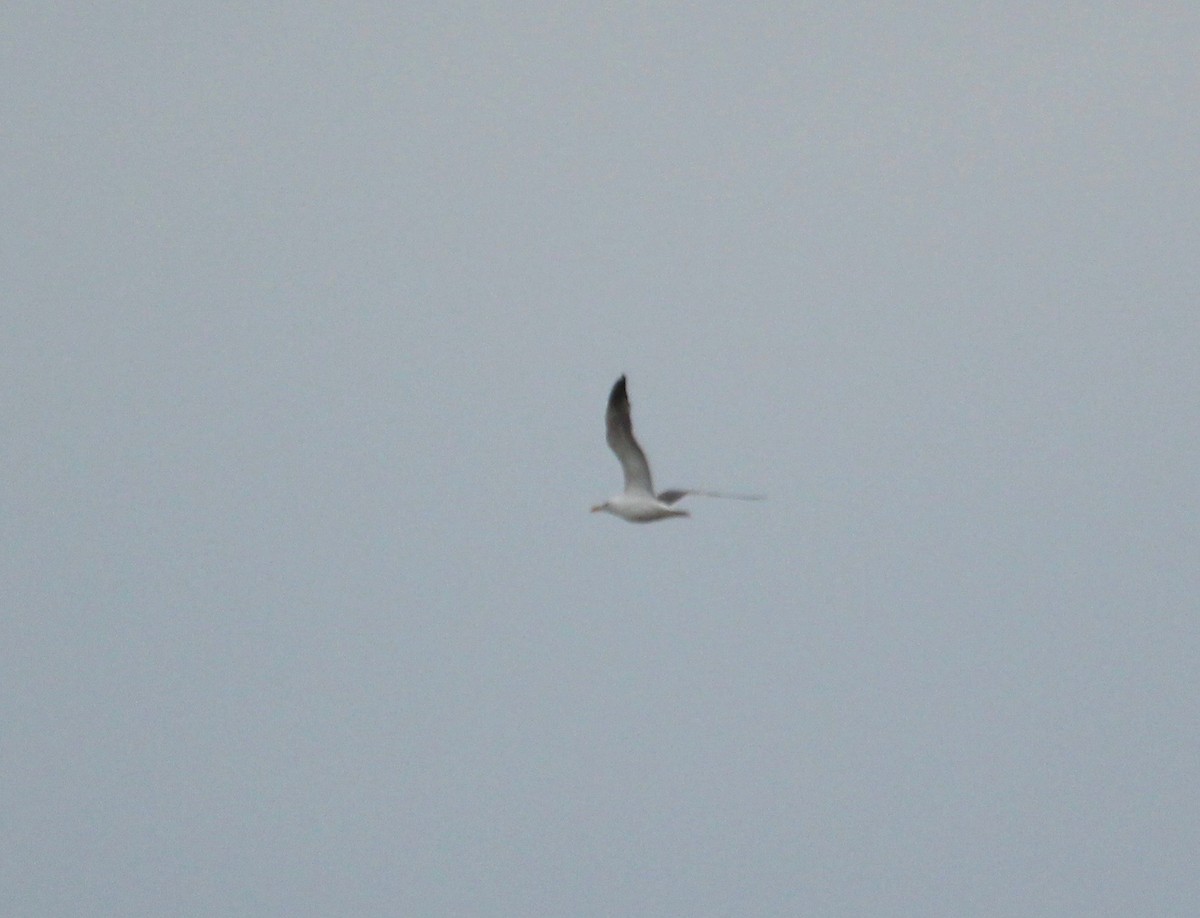 Lesser Black-backed Gull - ML371668391