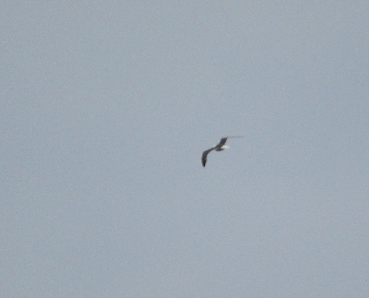 Lesser Black-backed Gull - ML371668441