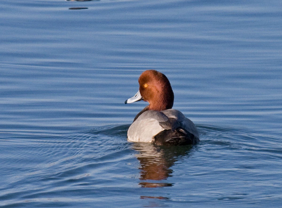 Redhead - ML37166881