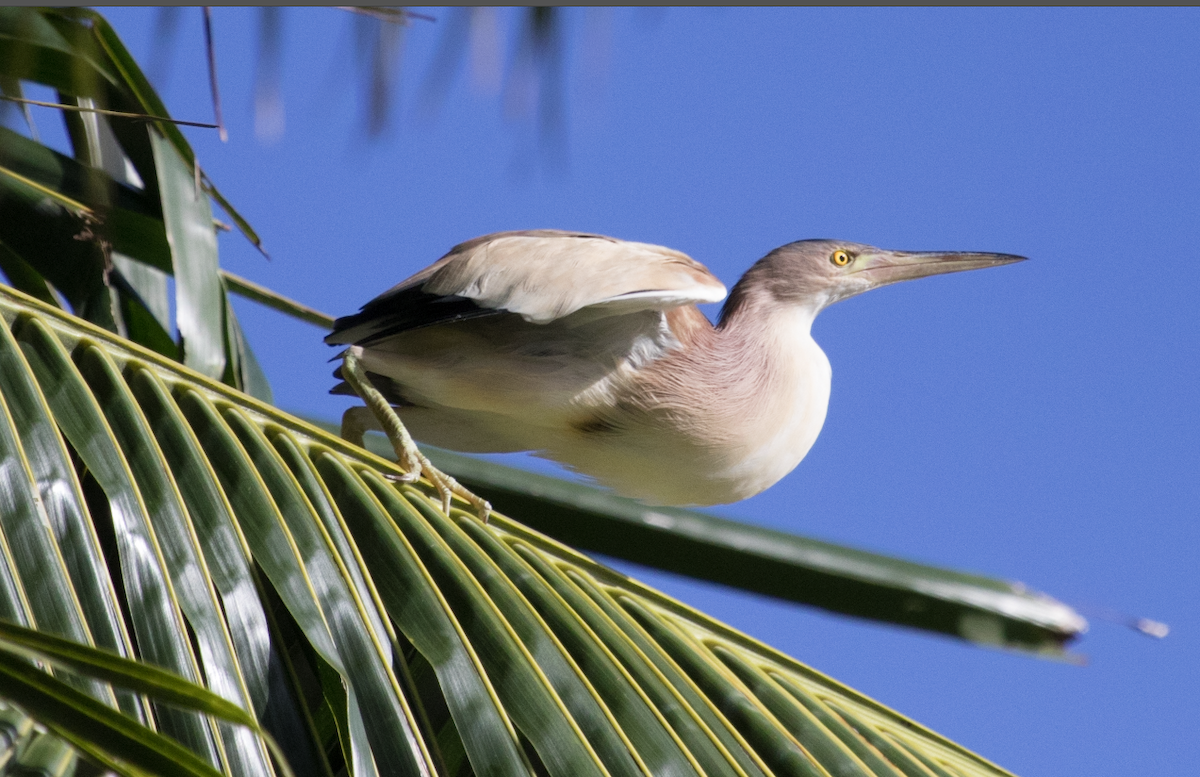 Yellow Bittern - ML371671481