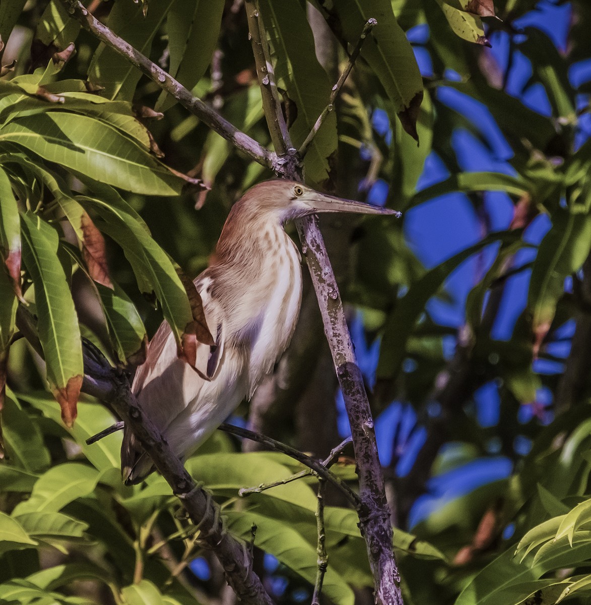 Yellow Bittern - ML371671551