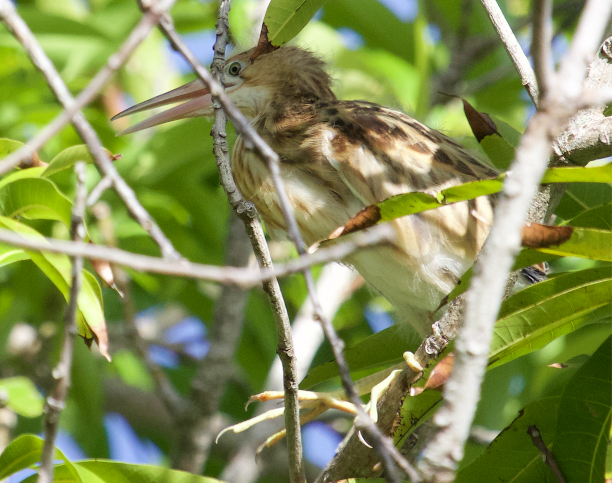 Yellow Bittern - ML371671811
