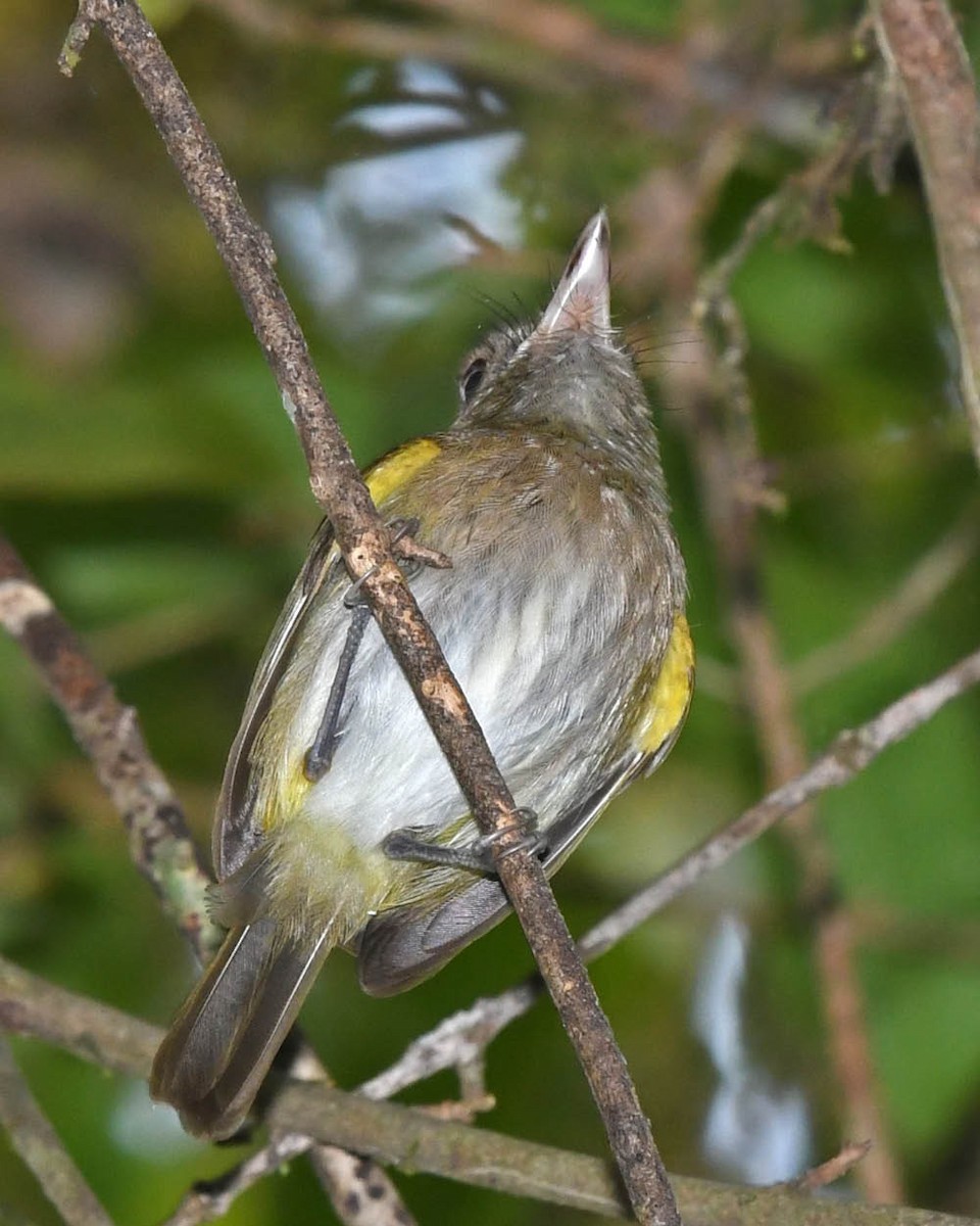 Rusty-fronted Tody-Flycatcher - ML371672651