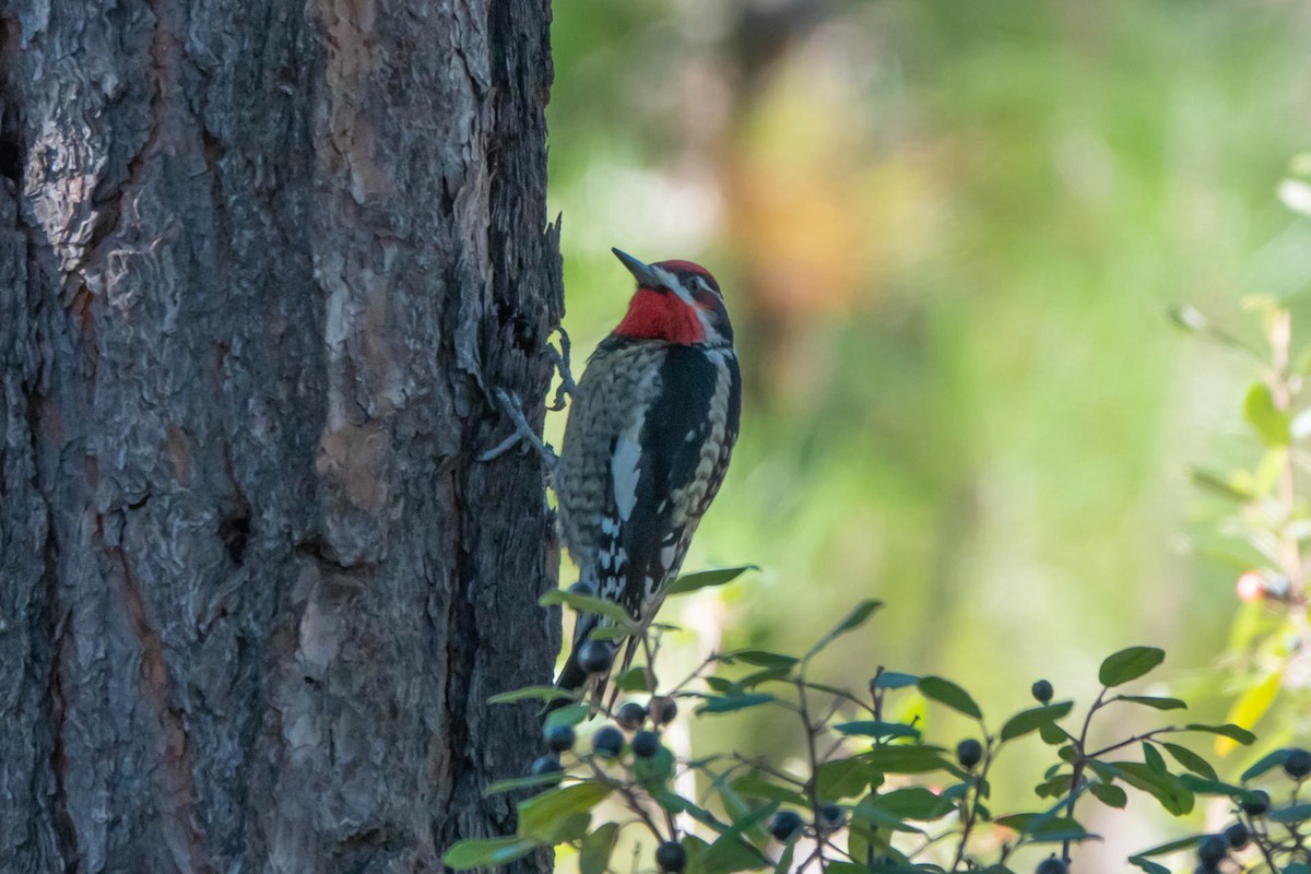 Red-naped Sapsucker - ML371672751