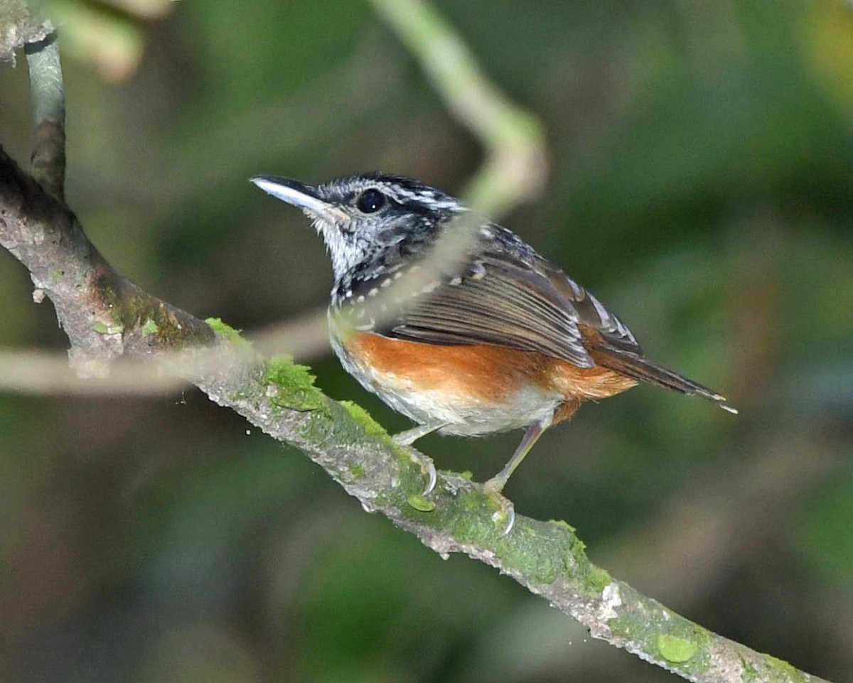 Peruvian Warbling-Antbird - ML371673221