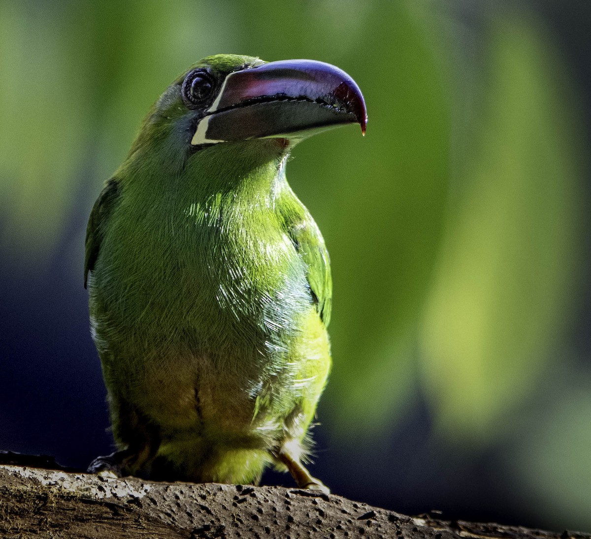 Toucanet à croupion rouge - ML371673921