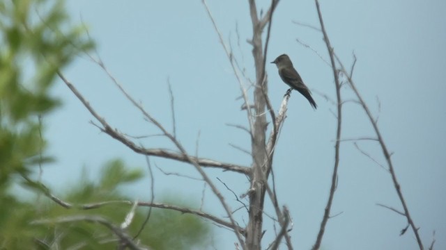 pewee sp. (Contopus sp.) - ML371674421