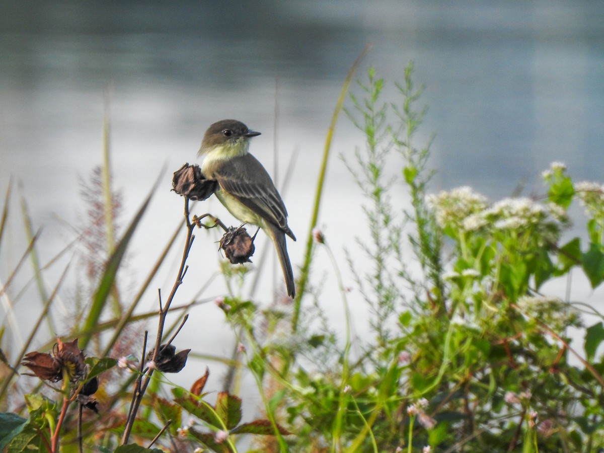 Eastern Phoebe - ML371674481