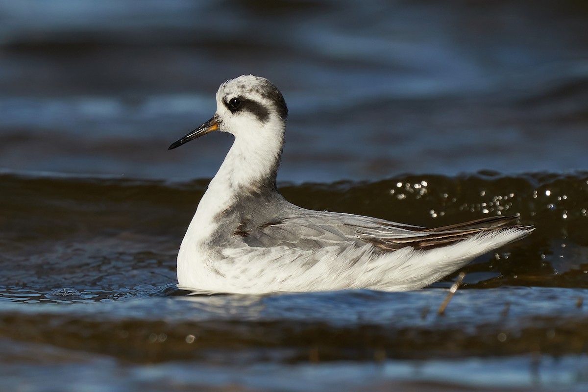 Red Phalarope - Miguel Rouco