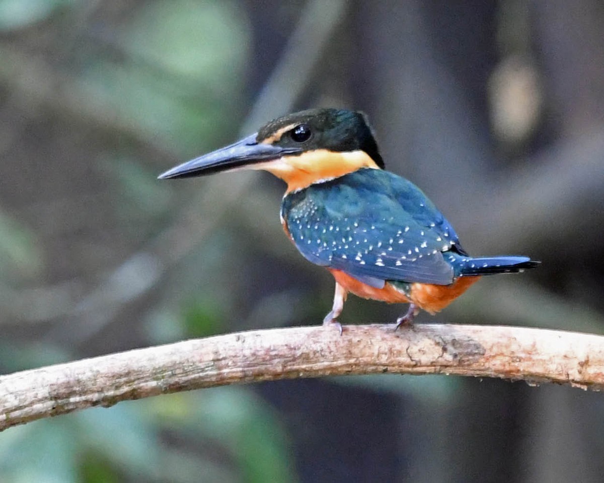 Green-and-rufous Kingfisher - ML371674551